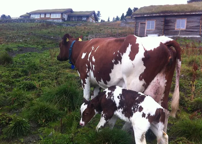 Lostegard Casa vacanze Gol